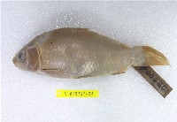 藏品(鯉)的圖片